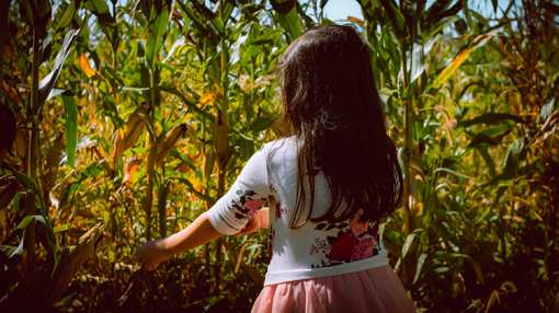 The 10 Best Corn Mazes in Georgia!